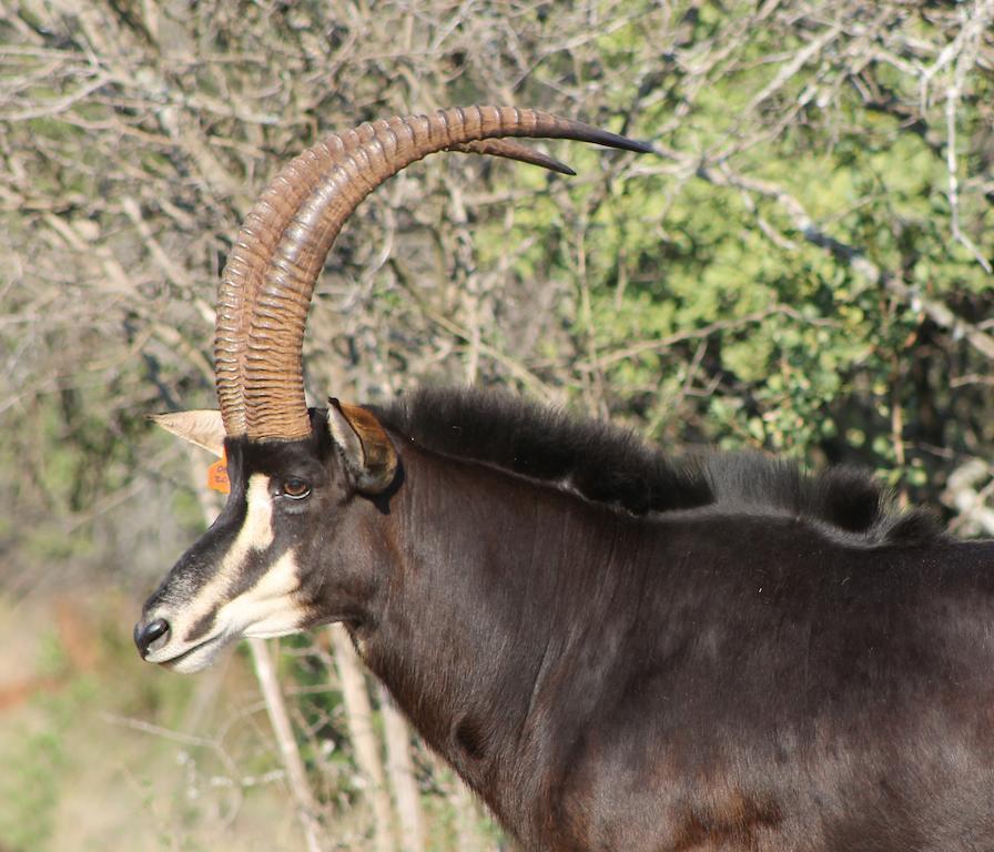 Hannah Game Lodge Ohrigstad Luaran gambar